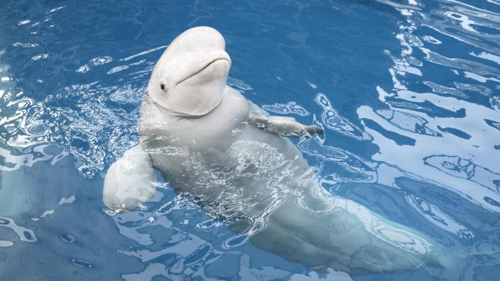 Imagen de archivo de una beluga. iStock