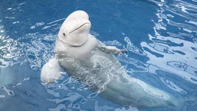 Imagen de archivo de una beluga. iStock