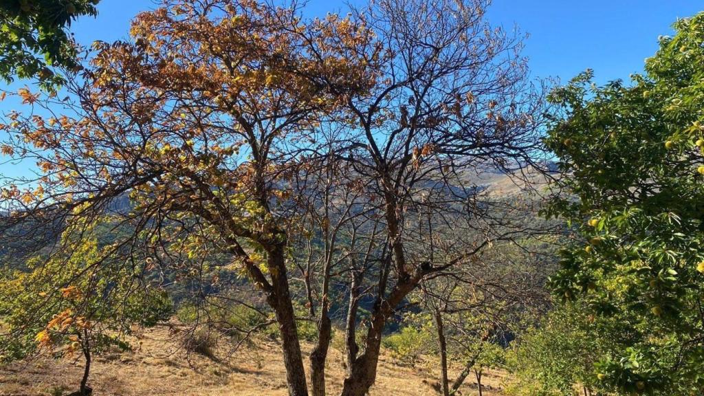 Castaños de Málaga.