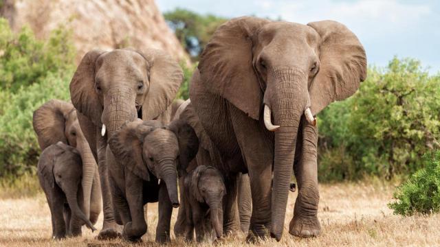 Elefantes en la sabana