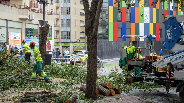 Tala de árboles en la plaza del Oeste de Salamanca
