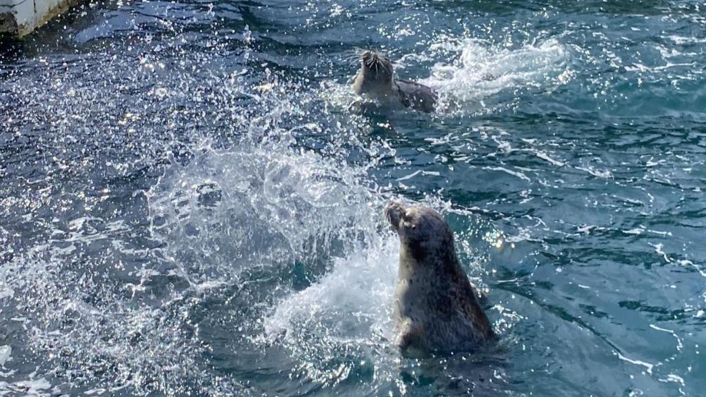Focas en el Aquarium Finisterrae.