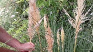 Ejemplar de la 'Cortaderia Selloana', conocida como plumero de la pampa.