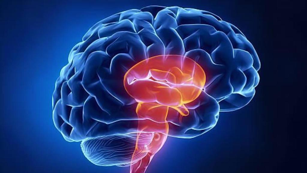 Recreación de un cerebro.