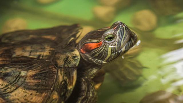 Tener tortugas en A Coruña: Es uno de los animales más maltratados a nivel doméstico