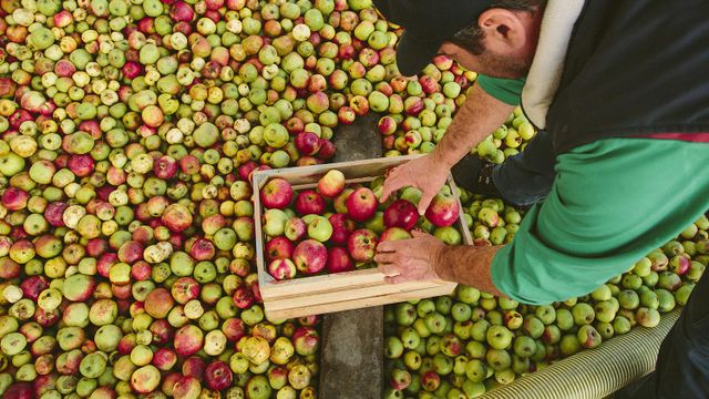 Maeloc de Hijos de Rivera: Manzana ecológica y apoyo a cultivadores