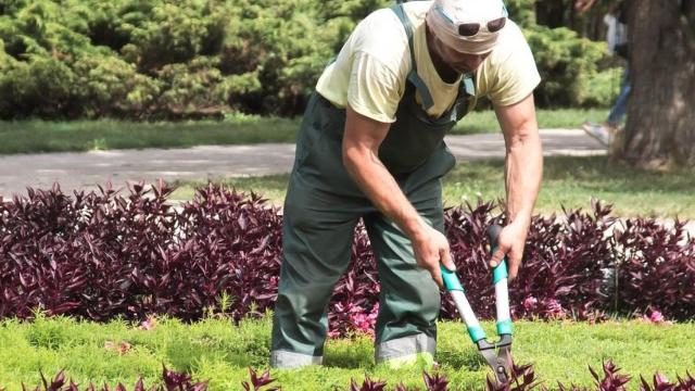 Un jardinero en la provincia de Valladolid