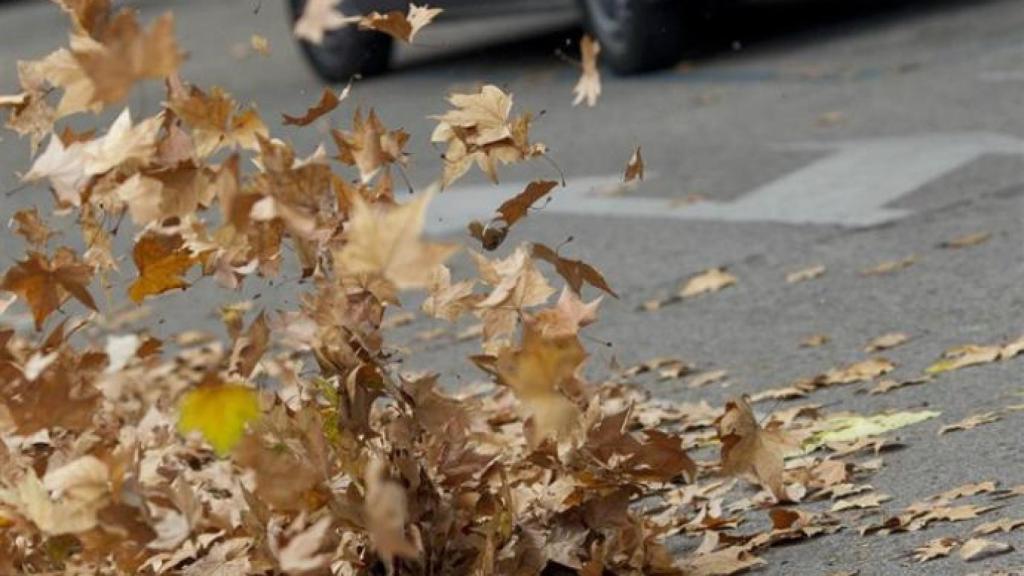 Hojas movidas por el viento.