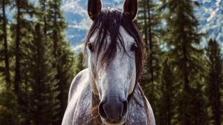 El refrán aragonés que no entienden en el resto de España: está basado en un animal y tiene un importante significado
