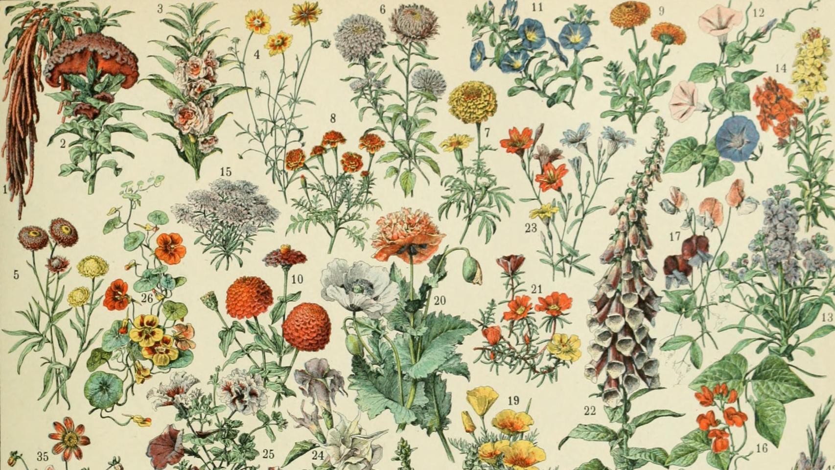 Ilustración de Adolphe Millot