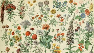 Ilustración de Adolphe Millot