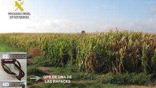 Lugar donde encontraron las aves muertas. Foto: Guardia Civil.