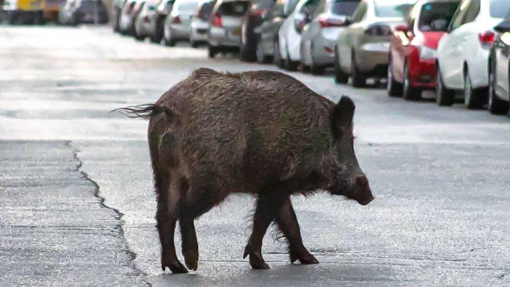 Un jabalí en la ciudad.