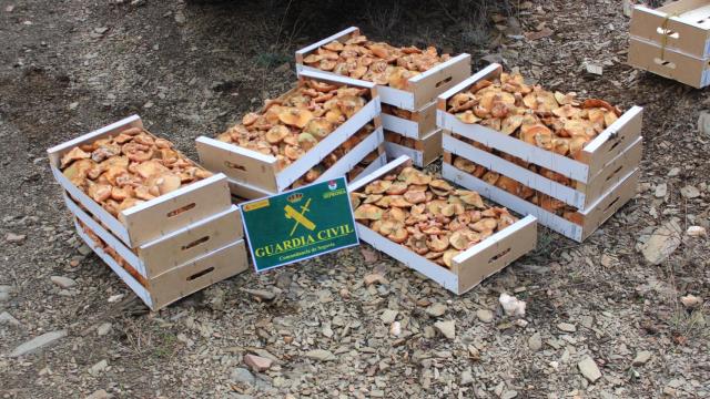 Algunos de los níscalos incautados