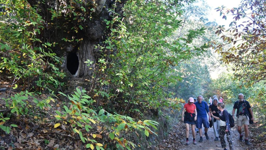 Ruta por Los Castañares en Benadalid.