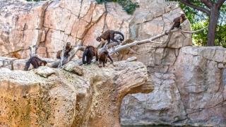 Terra Natura Benidorm celebrará el Día del Mono con unas jornadas educativas este finde