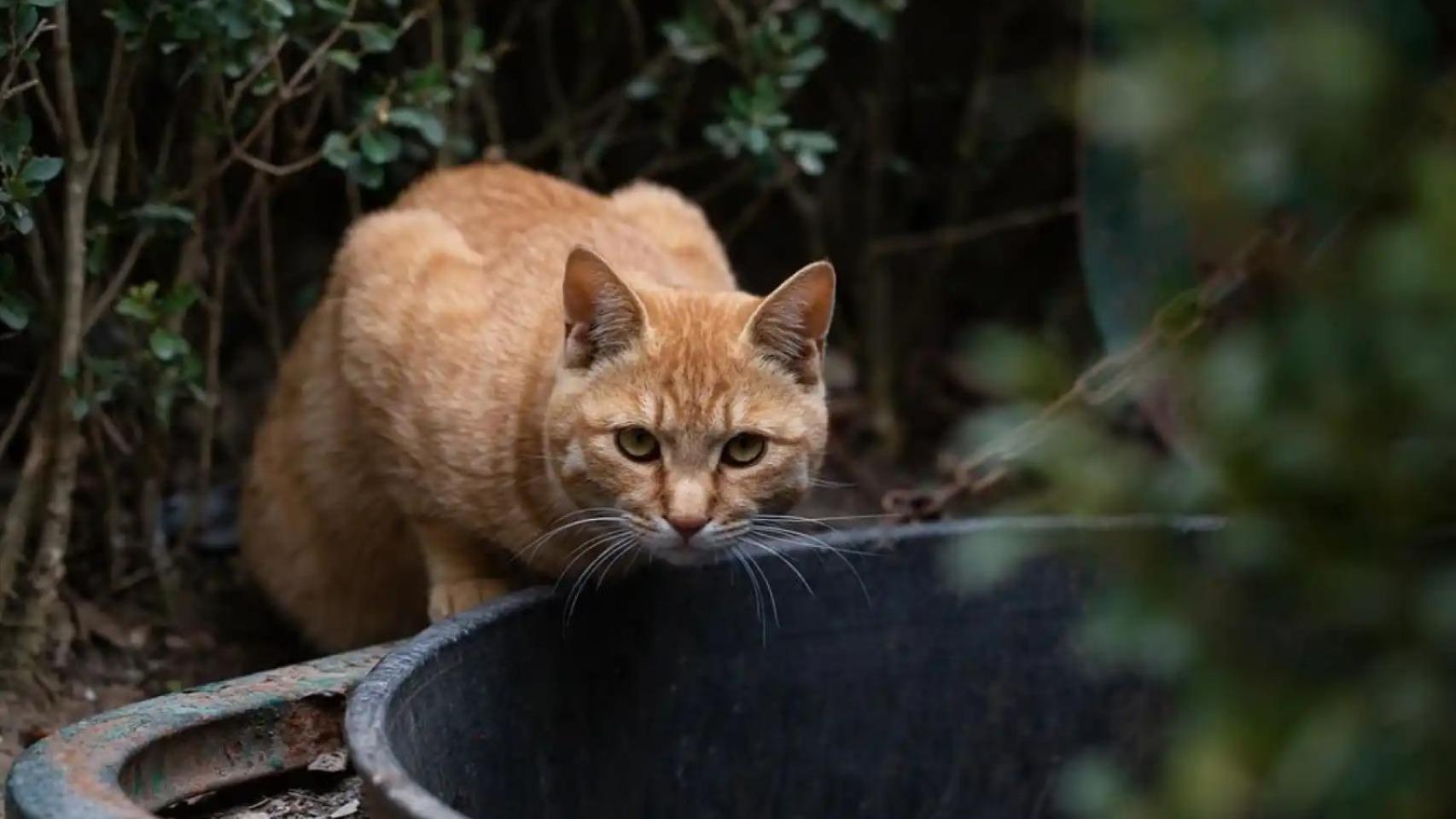 Las personas que conviven con gatos durante su primer año de vida tienen un menor riesgo de sufrir asma.