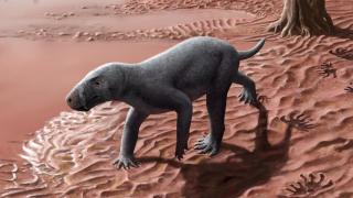 Reconstrucción del ancestro gorgonopsio de los mamíferos hallado en Mallorca.  © Henry Sutherland Sharpe