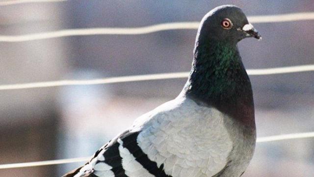 Plaga de palomas
