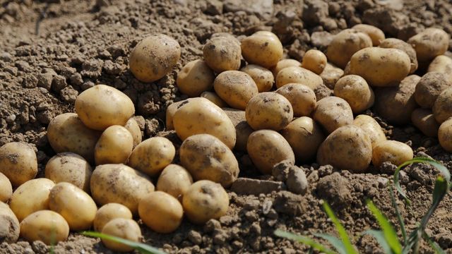 El sindicato Asaja alerta al Puerto de Alicante del impacto de traer patatas, en la imagen, de Egipto.