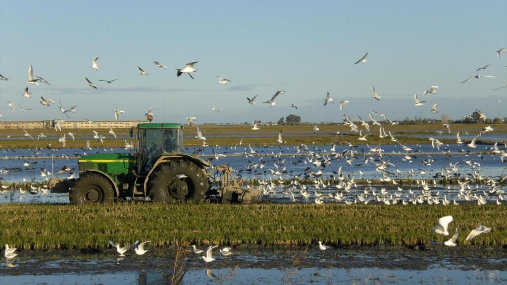 Plantación de arroz en Riet Vell, Aragón.