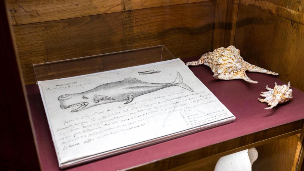 Interior del Museo Massó