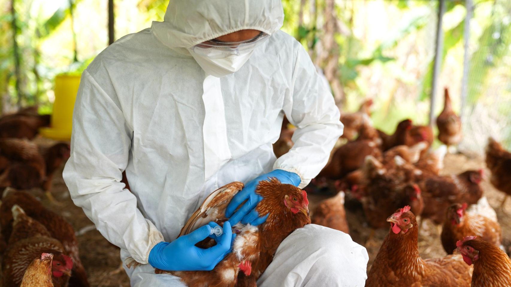 España levanta parcialmente el confinamiento de las aves de corral por la gripe aviar
