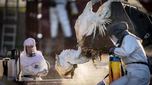 Dos hombres manipulan aves muertas en un foco de gripe aviar.