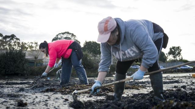 La estirpe de mariscadoras que faena en Galicia desde el siglo pasado: Es nuestra vida, no lo cambiamos por nada