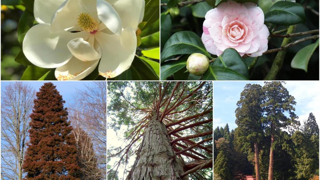 Camellia japonica, Magnolia Grandiflora, Criptomerias Elegans Viridis, Calocedrus decurrens y Criptomeria japónica,