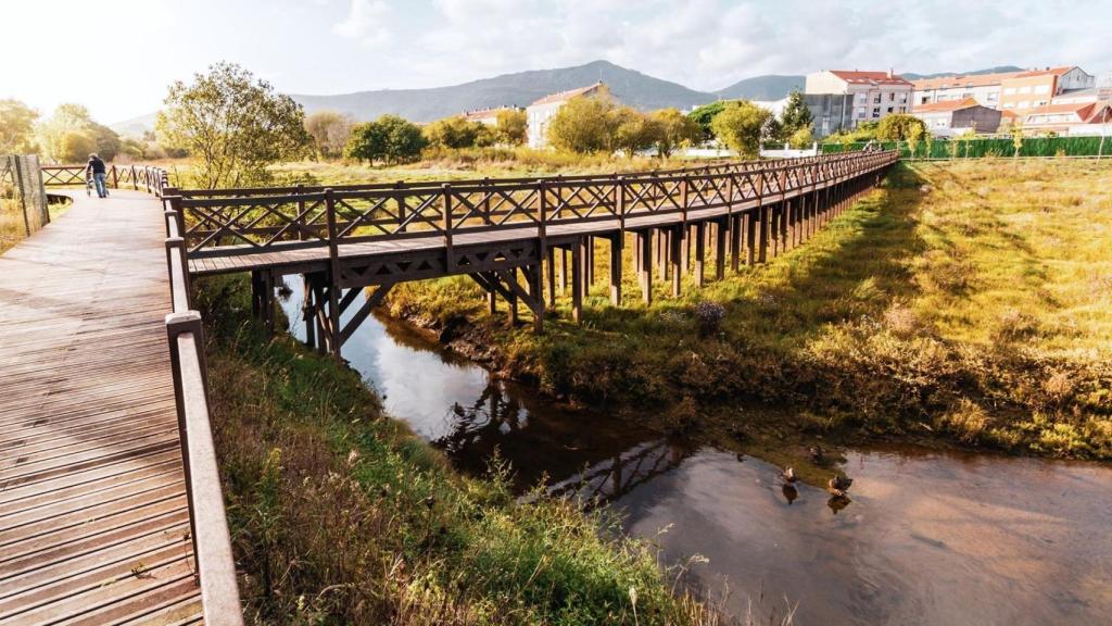 Flora y fauna de las marismas