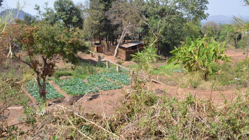 EuropaPress_6431391_hogares_rurales_africa_suelen_cultivar_muchos_tipos_diferentes_cultivos