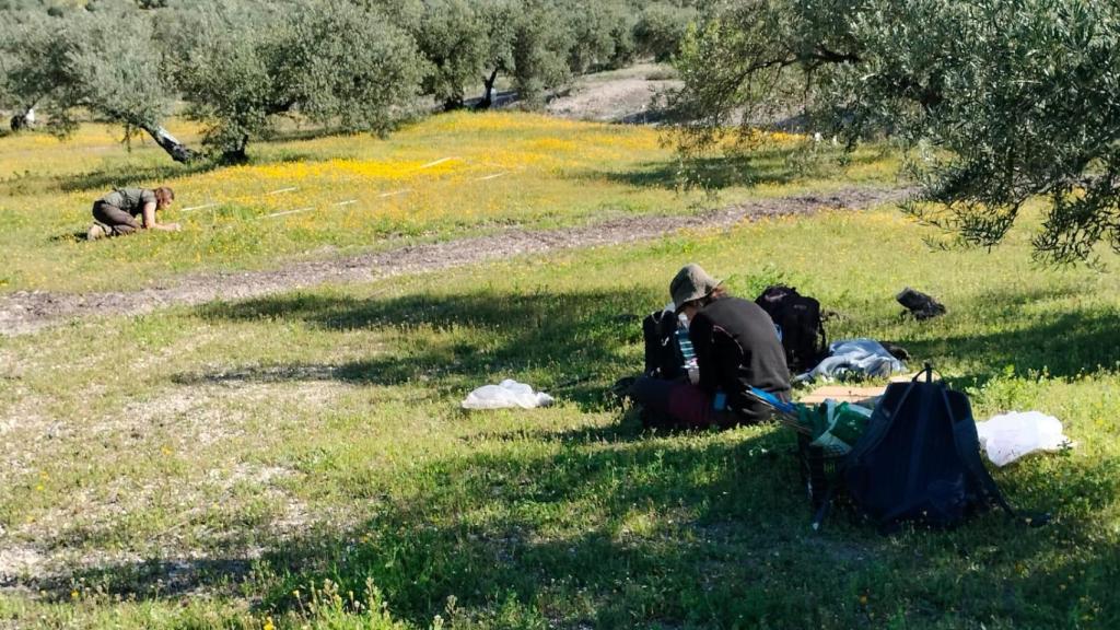 Mediciones de la biodiversidad del equipo Olivares Vivos