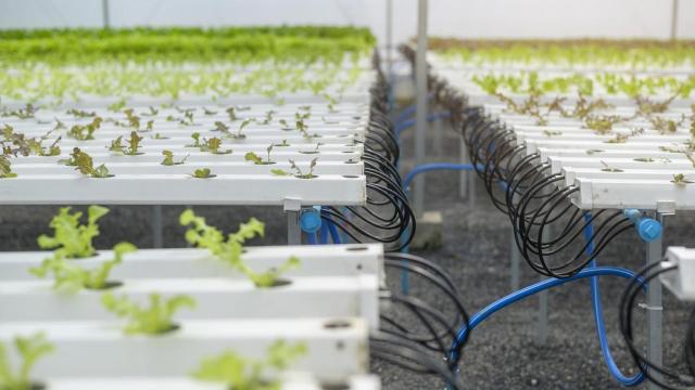 Fotografía de verduras en una granja de invernadero hidropónico.