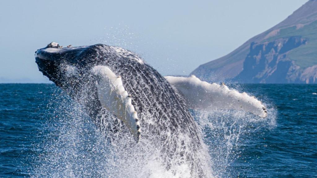 Ballena jorobada saltando en el mar.
