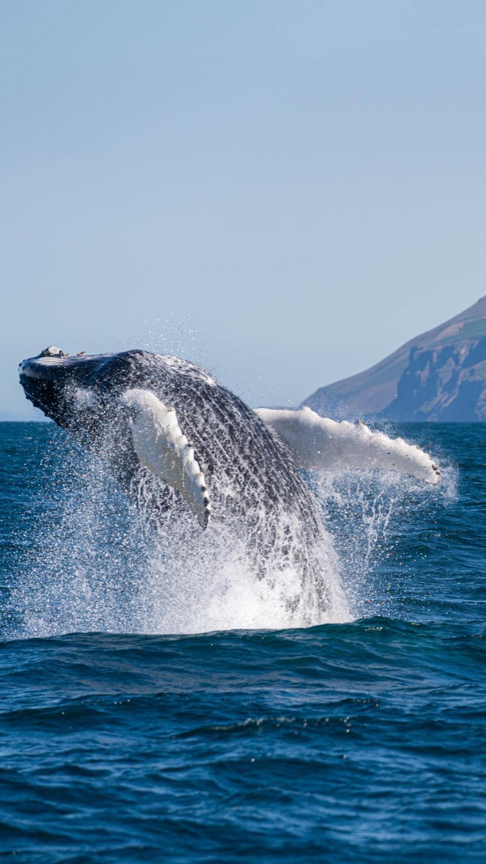 Ballena jorobada saltando en el mar.