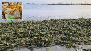 Arribazones en el Mar Menor junto al 'abono' de Algarikon.