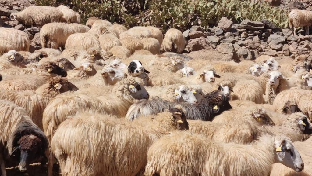 Las ovejas de la granja de Antonio y Verónica