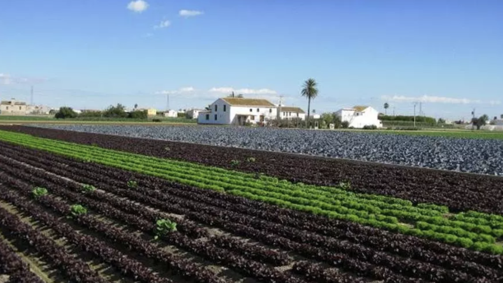 Huerta valenciana en una imagen de archivo. EE