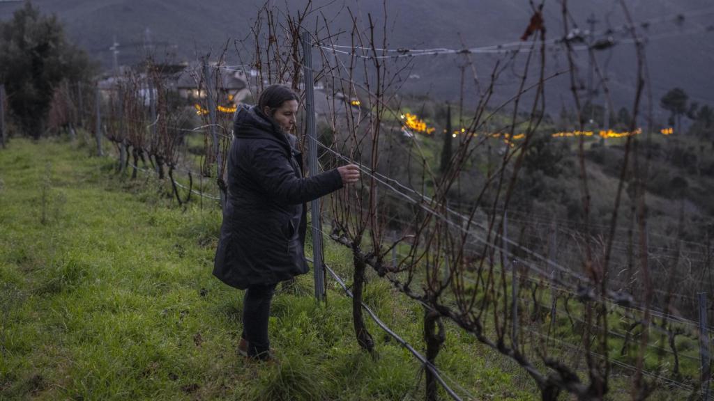 Cecilia Fernández, enóloga de Alvaredos-Hobbs, durante una revisión de los viñedos.
