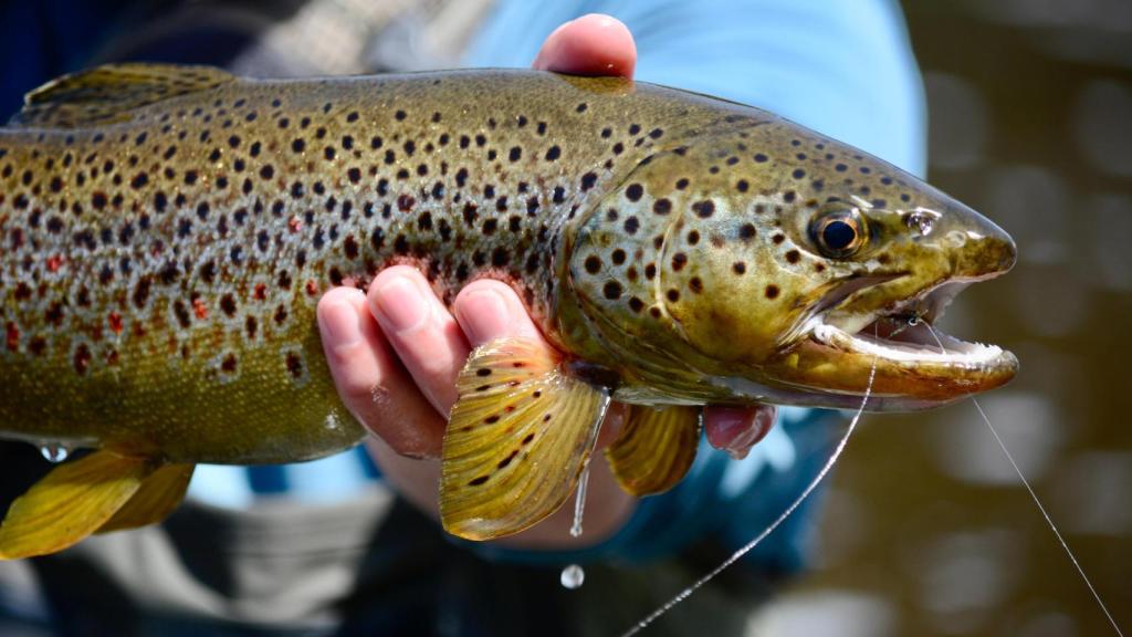 Un hombre sosteniendo una trucha en una imagen de archivo