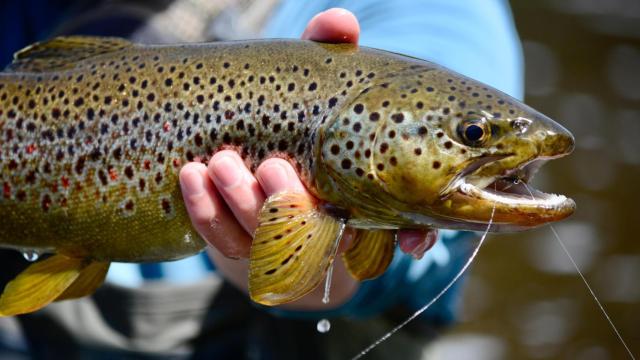 Un hombre sosteniendo una trucha en una imagen de archivo