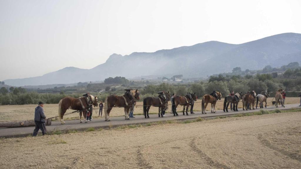Arrastre de animales en la celebración de Sant Antoni en Carrícola (Valencia). Turisme CV