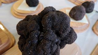 La trufa más grande de Veratruf, con 605,10 gramos de peso.