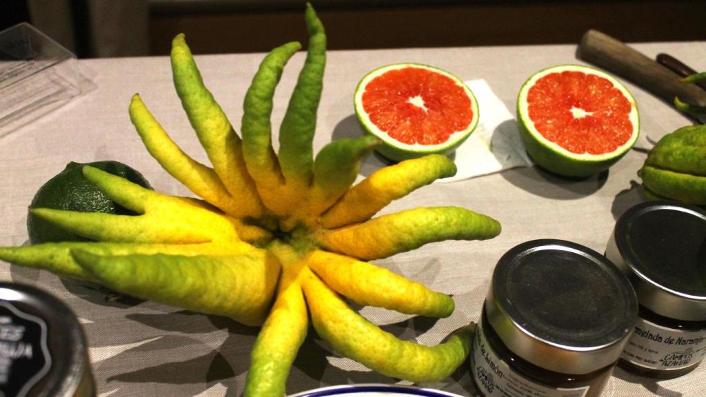 Una de las Manos de Buda que cultivan en Campos de Azahar.