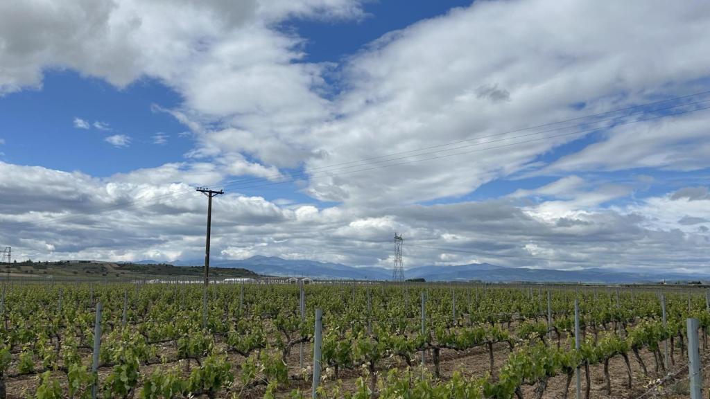 Viñedos de maturana de la familia Diez Corral.