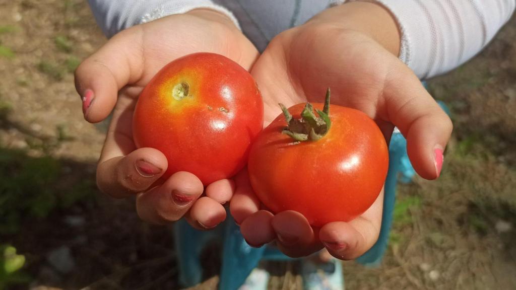El proyecto quiere mejorar el tomate para hacerlo más resistente a la sequía.