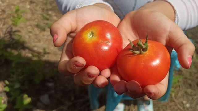 El proyecto quiere mejorar el tomate para hacerlo más resistente a la sequía.