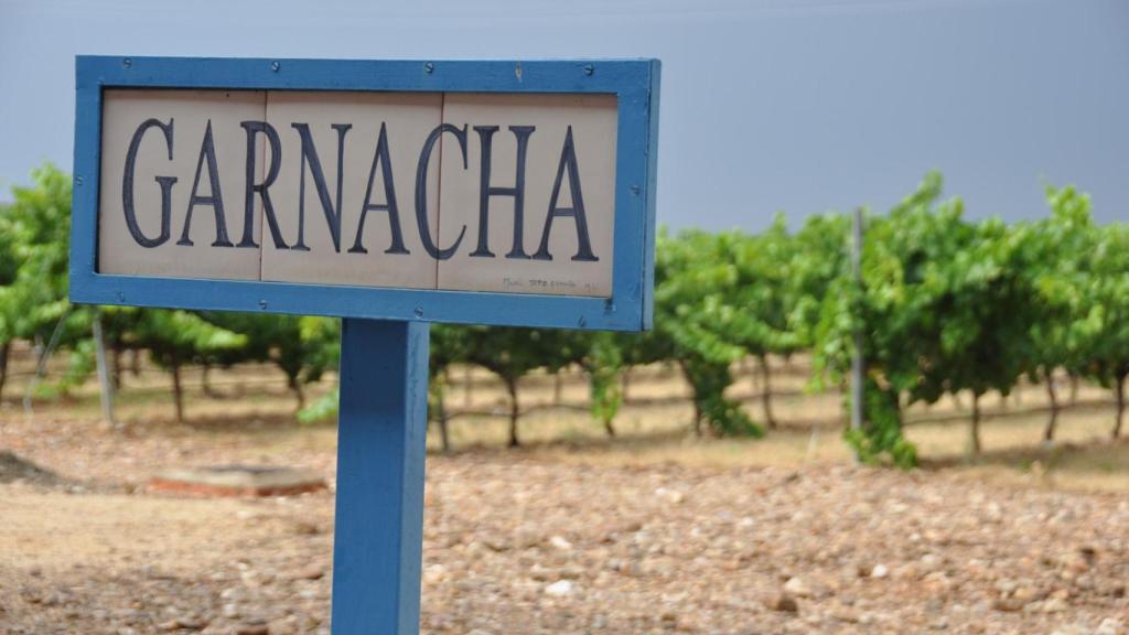 Campo de uvas garnachas en la D.O. Cariñen