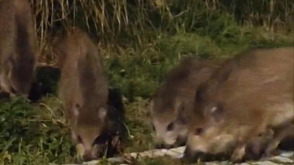 Jabalíes en O Portiño